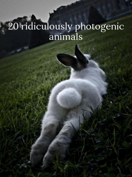20 ridiculously photogenic animals