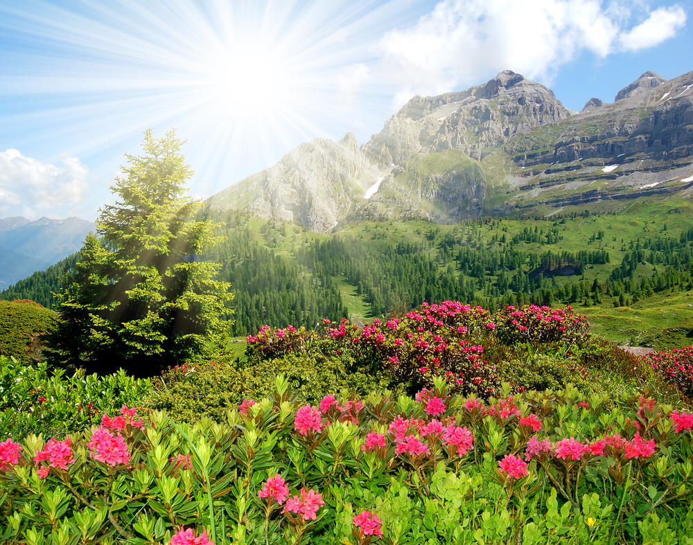 Flowers blooming in the Dolomites' Brenta Pass