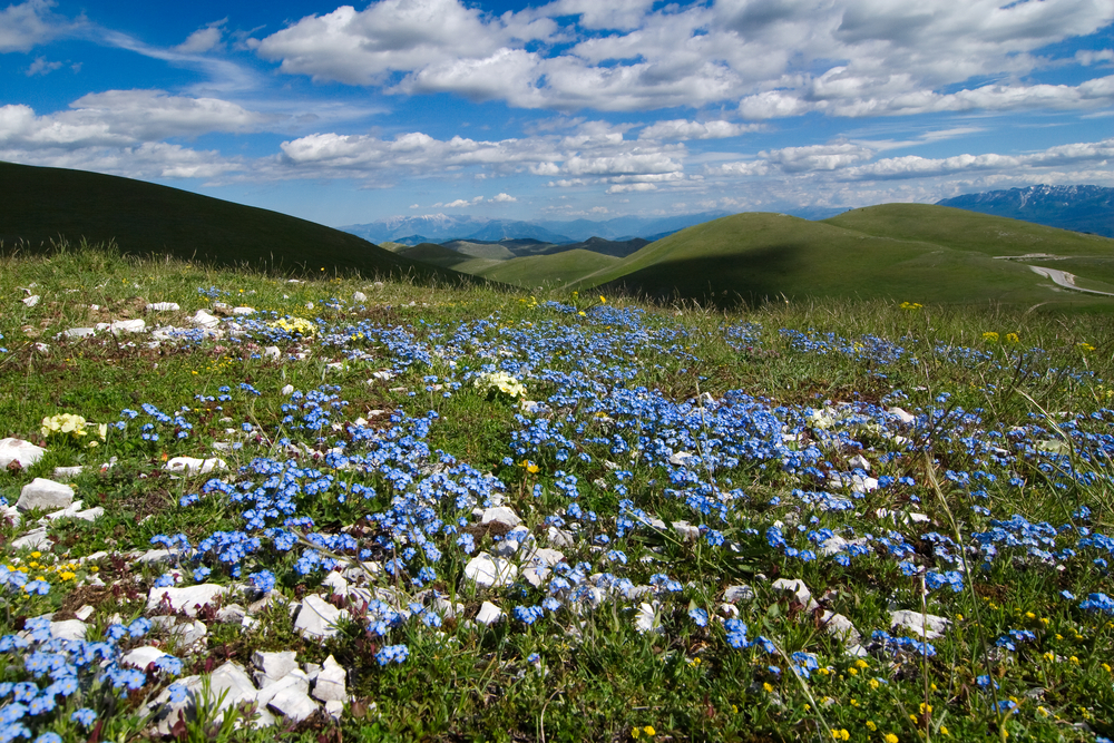 Springtime wildflowers in Campo Imperatore in Abruzzo