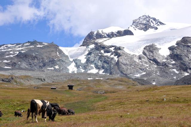 One common scene at Cervinia (and throughout Italy’s Alps): cows!