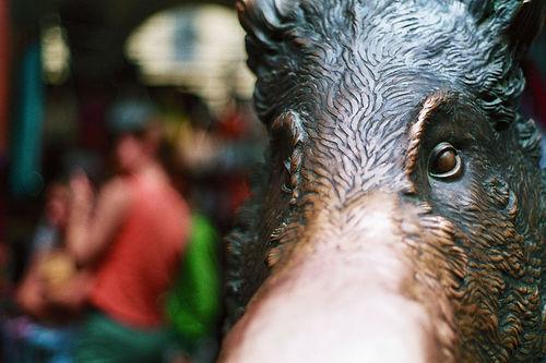 Porcellino o Cinghiale?