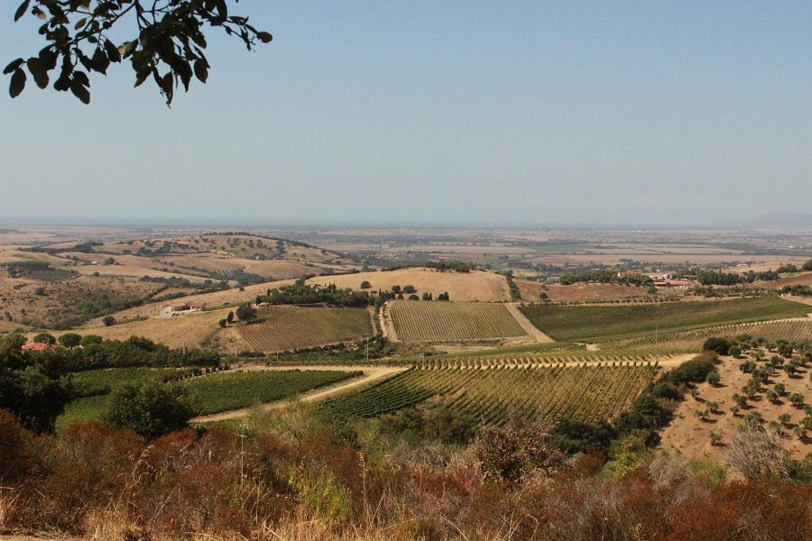 Vineyards in the Maremma