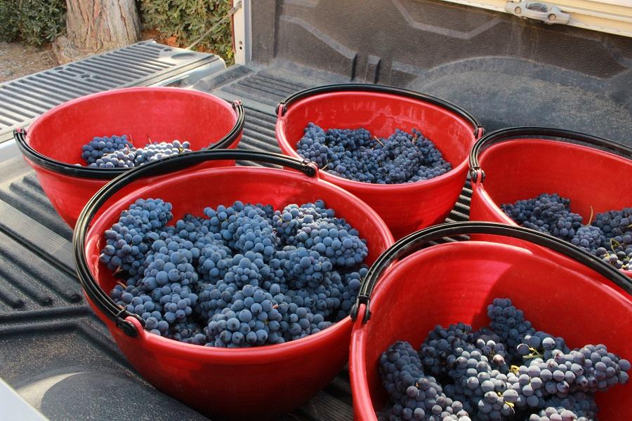 Sangiovese grapes harvested for Morellino di Scansano