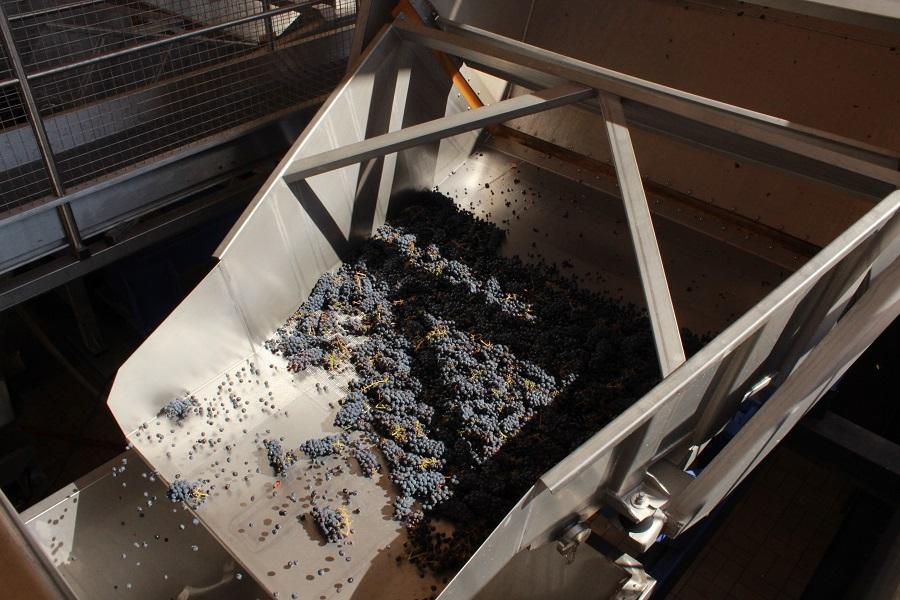 Grapes go through a reception tank into a stemmer, which removes the grapes from the rachis
