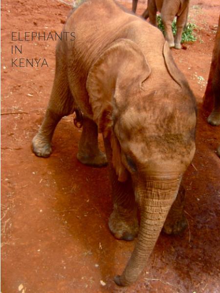 elephants
in
Kenya