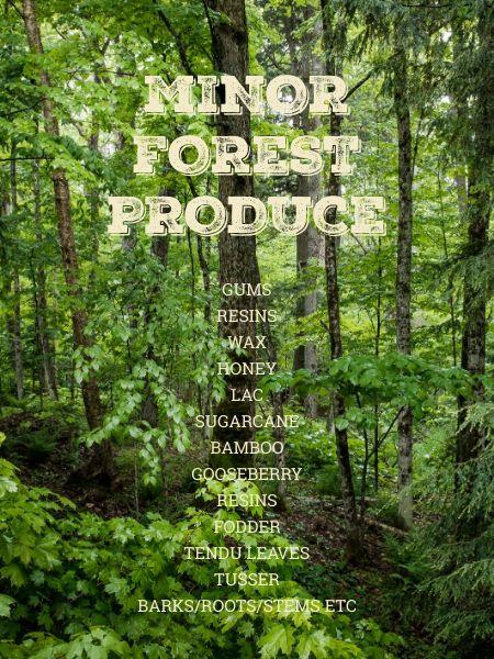 MINOR FOREST PRODUCE