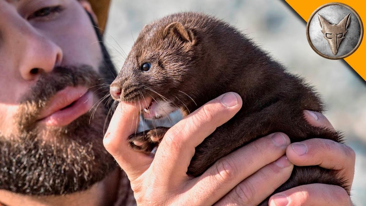 Nippy Little Mink!