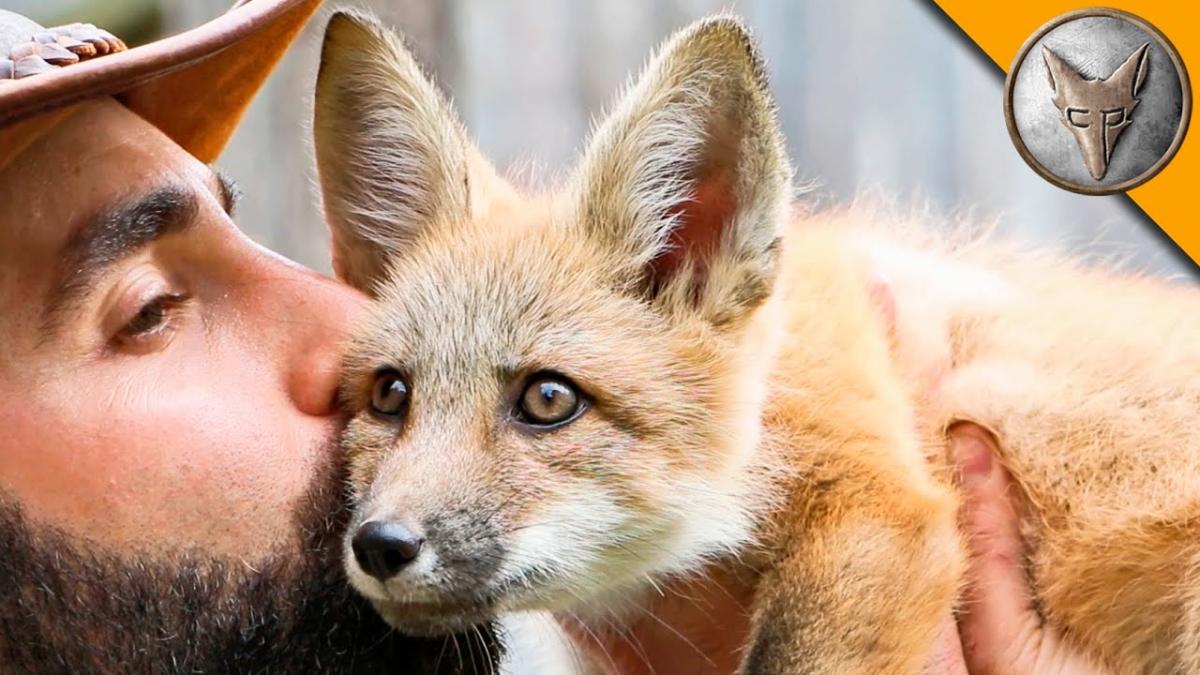 Friendly Baby Fox!