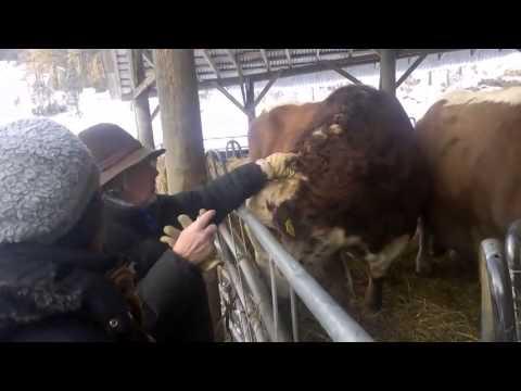 Helsinki Culinary School Perho - students at Bovik Farm