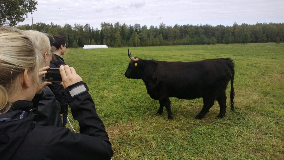 Havsgårdar luomutila