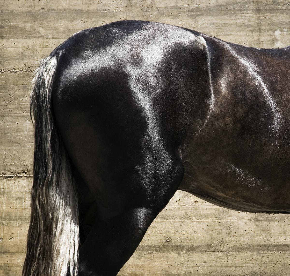 The Burnished Horse
Contemporary Horse Hair Jewellery

