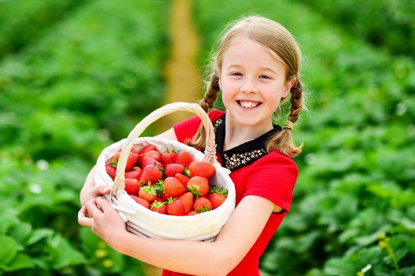 Scotty brand wins UK-wide Asda supply deal for strawberries and raspberries