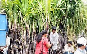 SUGARCANE- A PERENNIAL GRASS