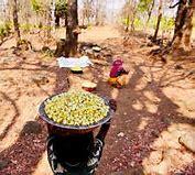 GOOSEBERRY /AMLA