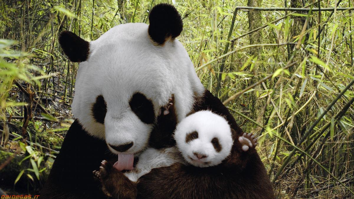 panda-mamma-cucciolo