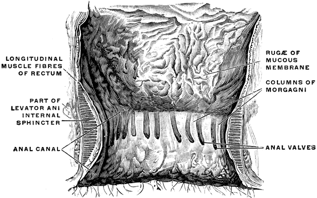 Rectal Mucosa