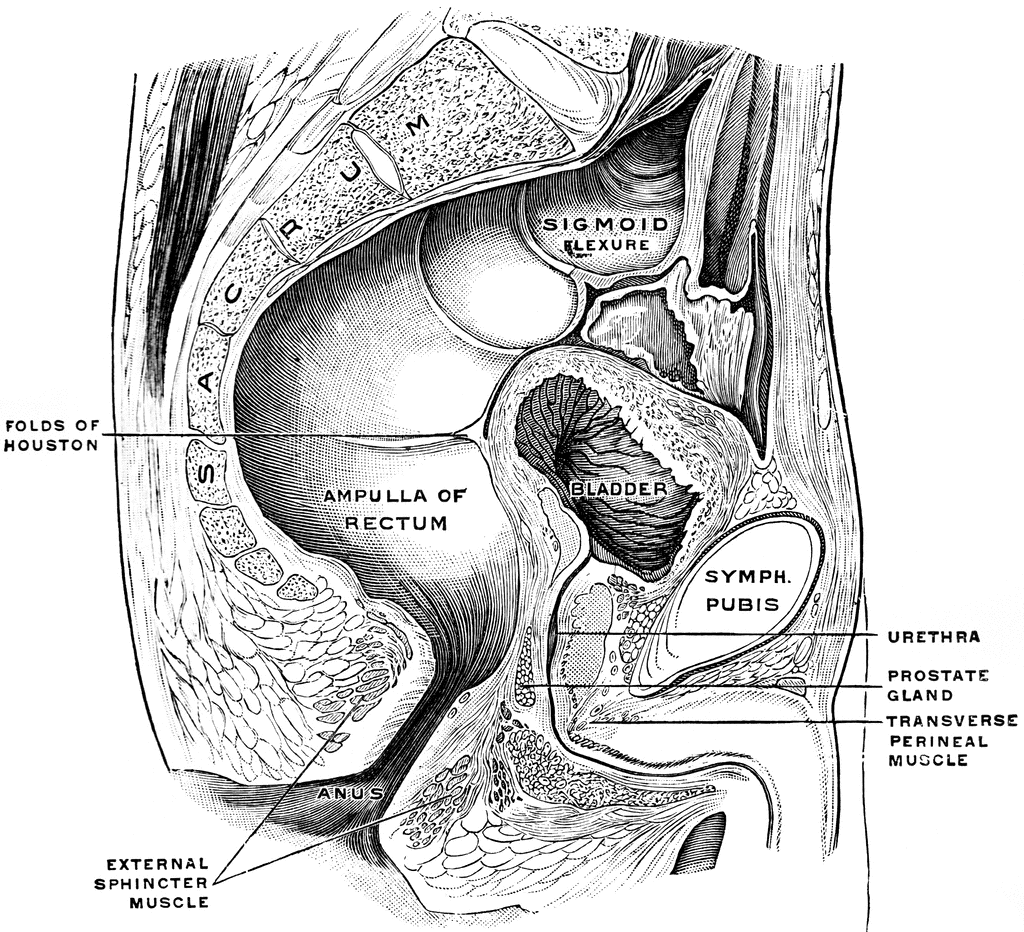 Male Pelvis 