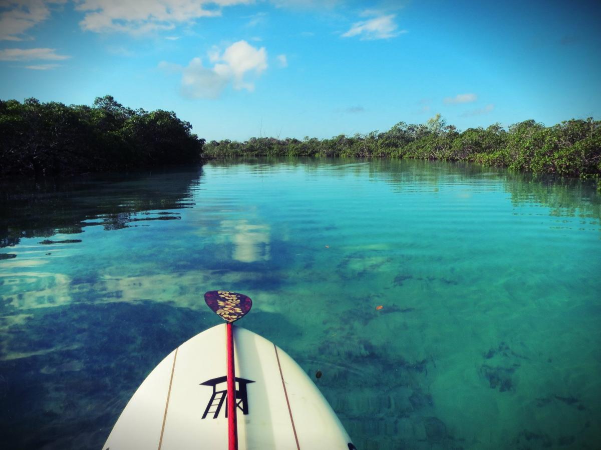 Paddle boarding through the mangroves